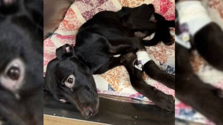Nebraska Puppy Dumped In Pumpkin Patch Could Barely Move And Then Kind Strangers Stepped In To Save Her