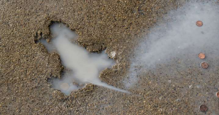 Chicago's 'rat hole' sidewalk landmark was likely made by a squirrel or muskrat, researchers say