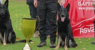 Hollywood dog whose career tanked for biting, crowned most obedient