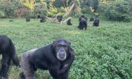 Los científicos dan un paso más y sugieren que los chimpancés son pensadores racionales
