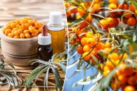 'Siberian miracle' could prevent aging, cancer and illness