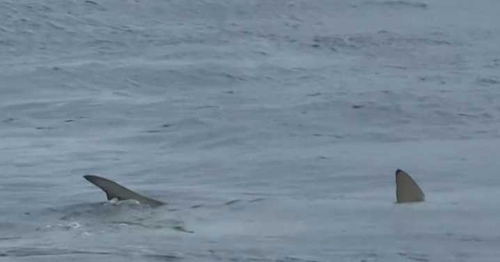Shark feeding frenzy off popular Gold Coast surfing beach