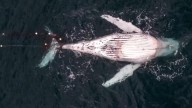 Juvenile humpback whale found dead after becoming entangled in NSW shark net