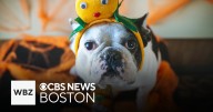 Tips to keep pets safe on Halloween