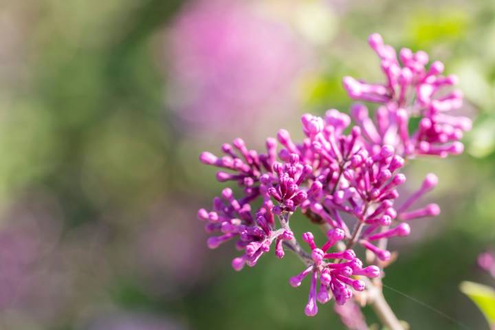 Ask the Master Gardener: Bloomerang lilacs have flower power in spring and fall