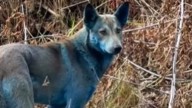 Blue dogs of Chernobyl viral video stuns internet