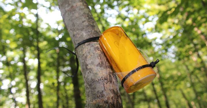 Grant program funds Indigenous forest research in the Northeast