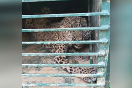 J&K: Leopard captured in Doda Town, Search on for 2nd