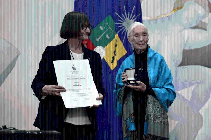 El día cuando la Universidad de Chile entregó distinción Doctor Honoris Causa a la etóloga Jane Goodall