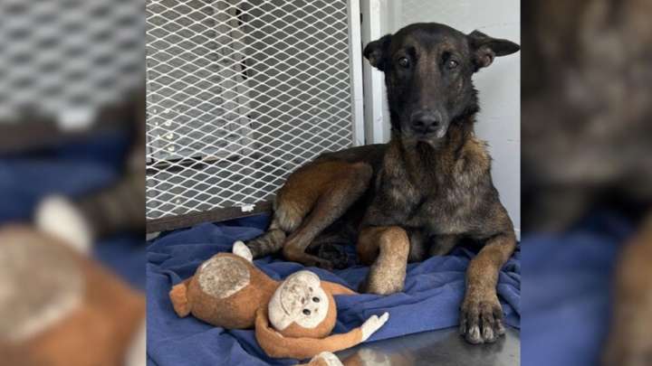 Heartbreaking Moment As Oregon Owners Abandon Their Dog On The Street With Her Favorite Toy