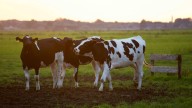 La carne sube un 12% en un año: menos vacas, más demanda y precios récord en el sector