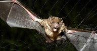 How tiny drones inspired by bats could save lives in dark and stormy conditions