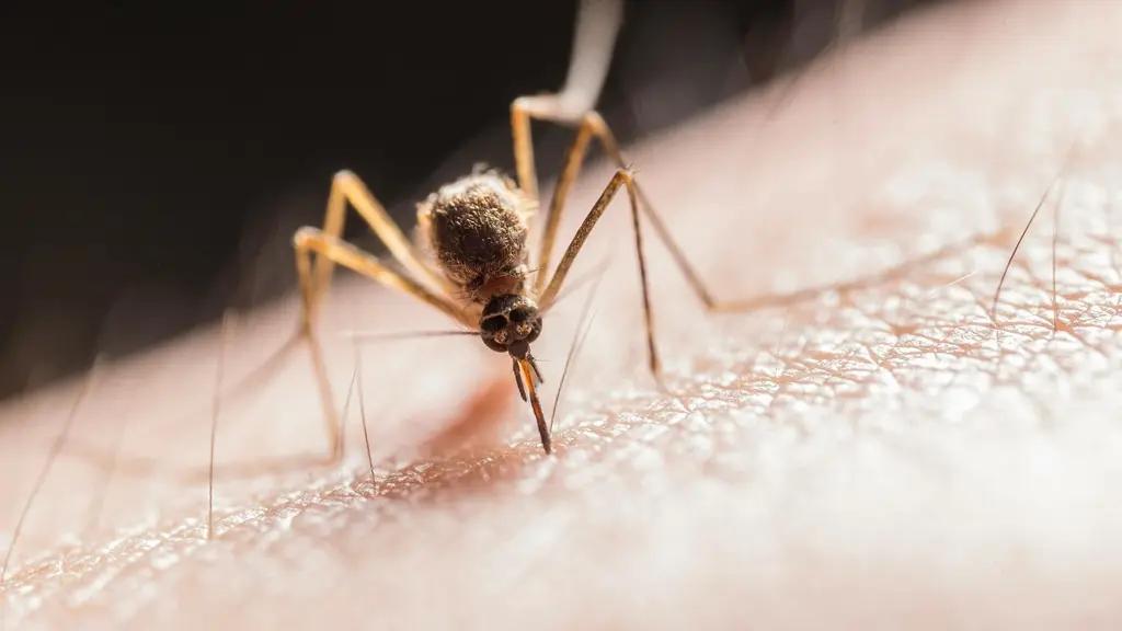 Sonora Entre los Tres Estados con Más Casos de Dengue en México