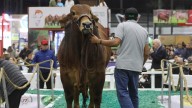 Pereira será la sede de la 78ª Feria Nacional Cebú: el evento ganadero más importante de Colombia regresa a Risaralda