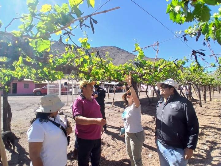 ISL implementa campaña de seguridad laboral para el sector agrícola de Atacama
