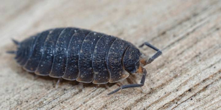 Perú alcanza en agosto el mayor valor mensual de exportaciones en su historia: US$8.729 millones, con este animalito al frente