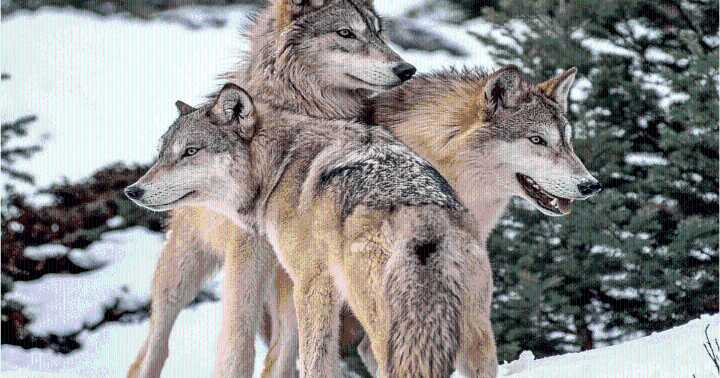 FWP is in the wolf management hot seat