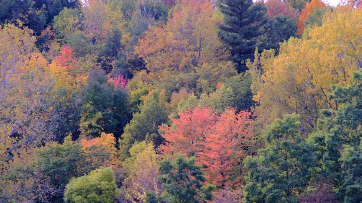 Six places to see stunning fall foliage in Burlington