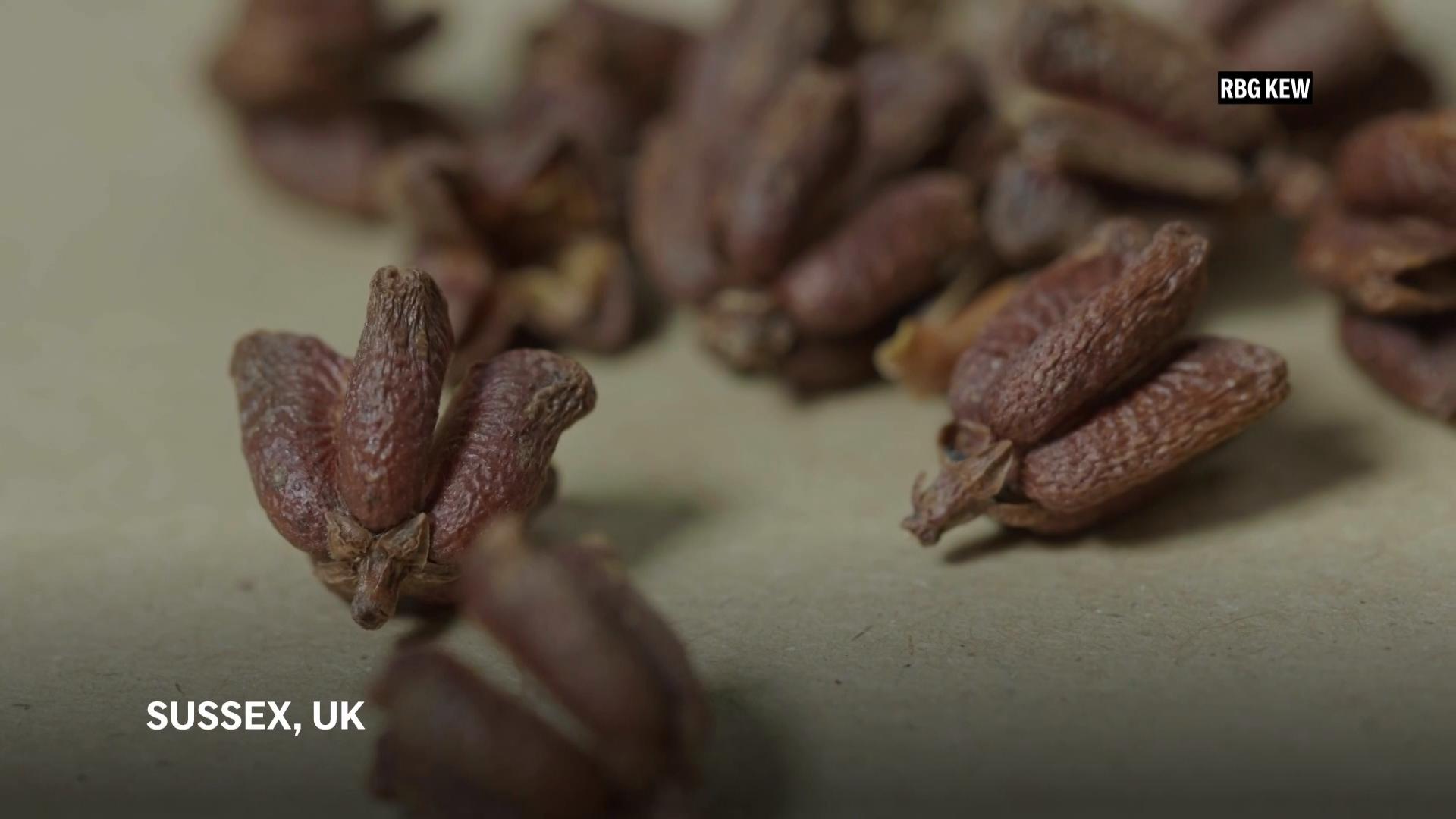 Inside the frozen vault where scientists are preserving the world’s plants for the future