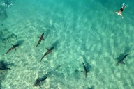 Tiburones de especies que alguna vez se consideraron inofensivas matan y se comen a los buceadores en un frenesí de nutriente
