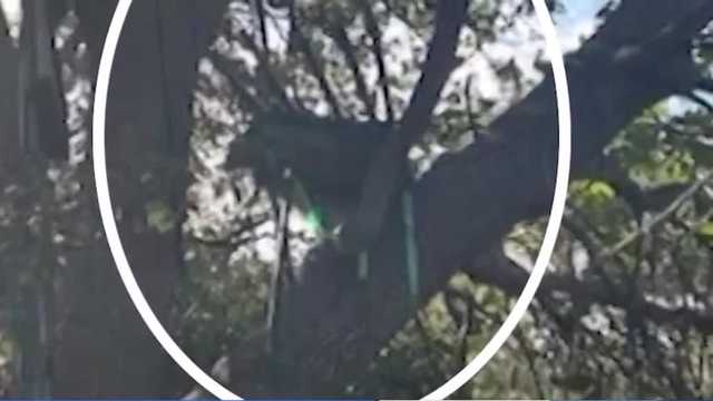 Iguana hunter says tree stand facing Air Force One’s runway may have been there for two years