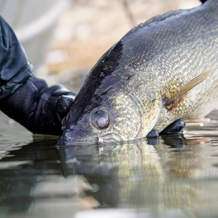 Doug Leier: Sport Fish Restoration Act funding for fishing celebrates 75 years