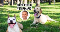 Pancho Cavero y su llamado a respetar la vida animal
