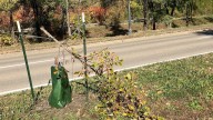 Dozens of recently planted trees in St. Paul are vandalized
