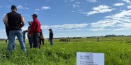 Cover crops are a vital piece to keep a healthy soil