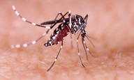 Bangladesh: Four more people die of dengue, raises death toll in 2025 to 249