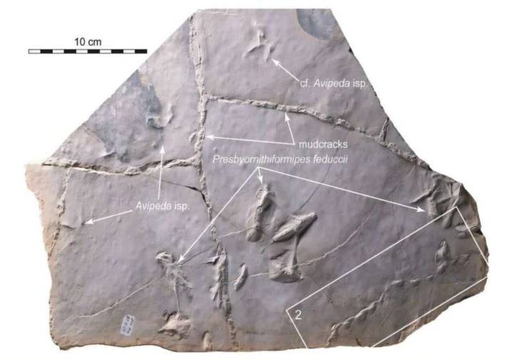 Los fósiles revelan el comportamiento intrigante de un ave acuática prehistórica