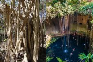El Árbol de álamo en Yucatán y su estrecha relación con los cenotes