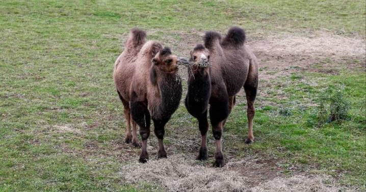 Edinburgh Zoo welcomes camels Quill and Quaver to their new home