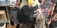 Three bald eagles taken to Southwest Virginia Wildlife Center raise alarms over lead exposure