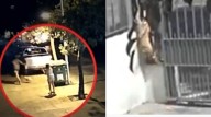 Secuestro de mascotas en Chile: bandas operan desde cárceles y exigen cuantiosas sumas sin devolver a los animales