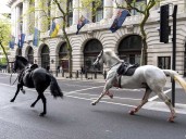 British army horse that galloped through London has retired