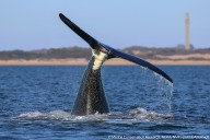 Some good news for a critically endangered whale species