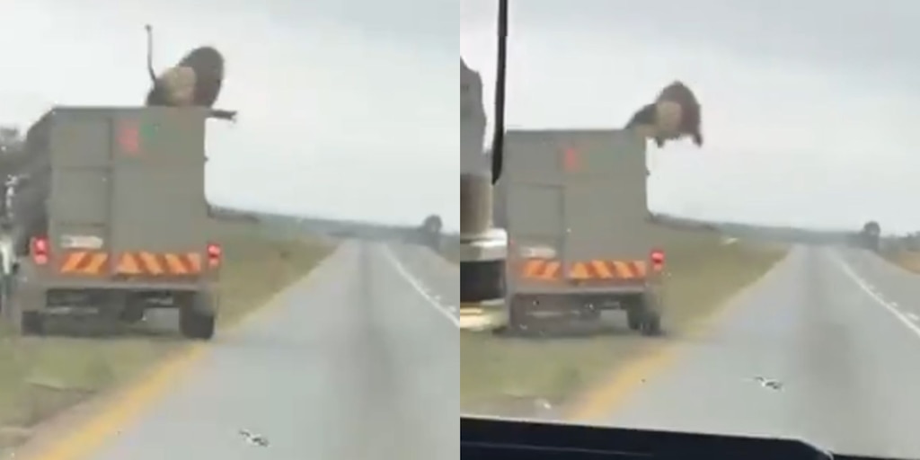 El impresionante momento en el que un león se escapa y salta de un vehículo en movimiento