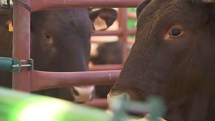 Extremadura refuerza la vigilancia ante la dermatosis nodular: “No hay ningún caso en la región"