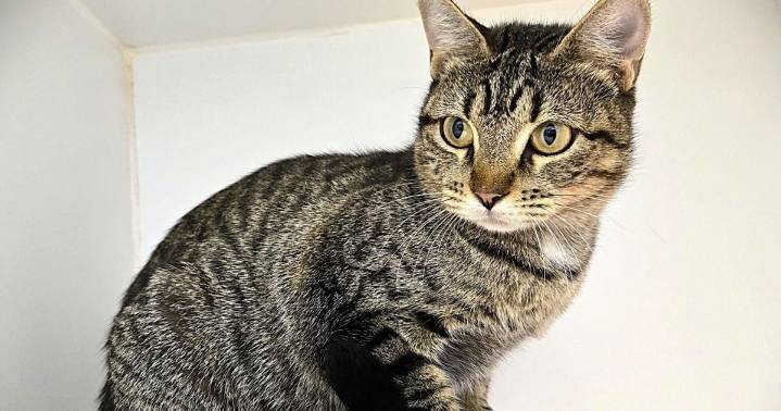 Galveston County Animal Resource Center pets of the week