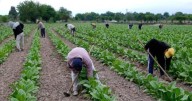 Se anticipó beneficio para productores