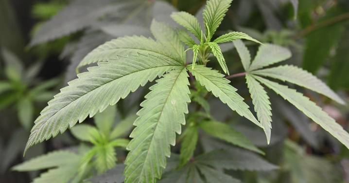 1 in 5 young adults use cannabis, alcohol as sleep aids, new study shows