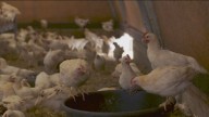Detectado un foco de gripe aviar en una explotación de Valdemoro con 450.000 gallinas