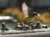 Cedar waxwings with orange tail tips: What causes this unusual coloration? Lehigh Valley Nature Watch