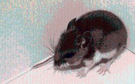 Deer mouse in local state park tests positive for hantavirus