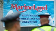 Marineland asks Canadian government for emergency cash to feed whales