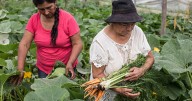 Día de la Mujer Rural: destacarán a productoras y emprendedoras de toda la provincia