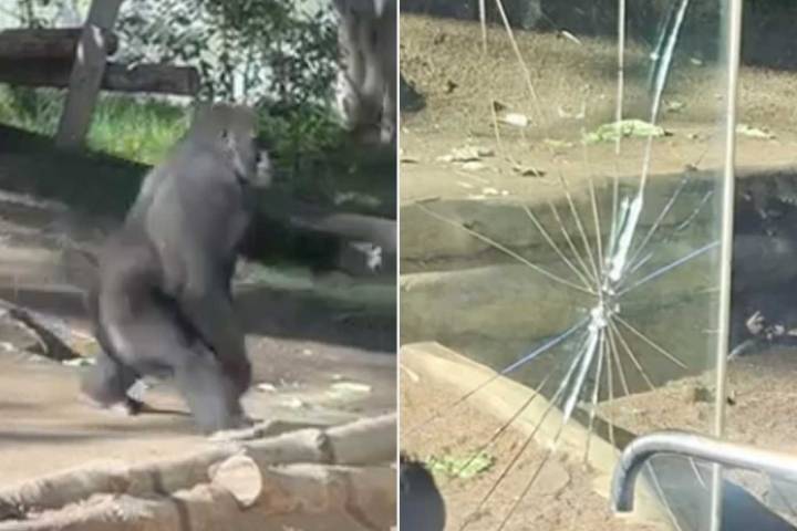 Gorilla Bangs on Habitat's Glass and Leaves a Massive Crack at the San Diego Zoo