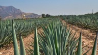 ¿Por qué quieren subir el impuesto al tequila y al mezcal? Guanajuato se suma al debate