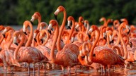 Censo de flamencos consolida a Nueva Esparta como potencia en aviturismo